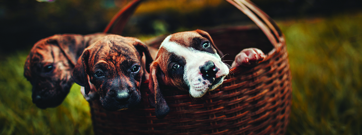 multiple puppies